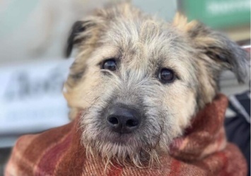 В запорожском приюте просят помочь замерзающим собакам