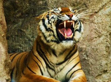 В зоопарке США застрелили редкого тигра - он напал на уборщика (ВИДЕО)