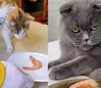Реакция двух кошек на креветку рассмешила пользователей Сети