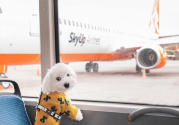Авиакомпании SkyUp аннулировали два рейса из Запорожья