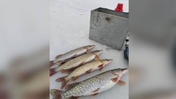 Новогодний улов: рыбак в Днепропетровской области словил щук