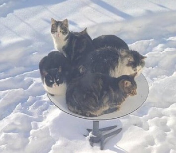 Сеть покорило фото, где пятеро котов захватили спутниковую тарелку Илона Маска (фото)