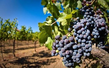 Зеленский подписал закон остимулирования развития виноградарства и садоводства