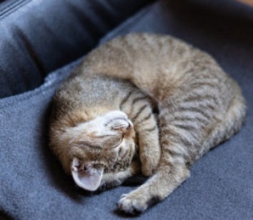 Сонный котенок изо всех сил старается не уснуть - так выглядит первый рабочий день после праздников