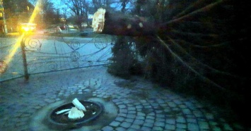 Ветер сломал новогоднюю елку на Прикарпатье (ФОТО)
