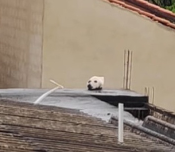 Людей удивила собака на крыше - оказалось, что это маскировка совсем другого животного