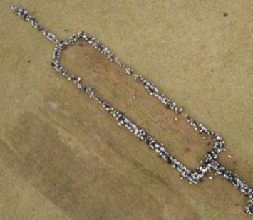 В Германии пастухи выстроили стадо овец и коз в форме шприца
