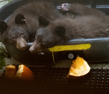 Видео запечатлело момент воссоединения медвежат, выживших после лесного пожара, и теперь они не могут перестать обнимать друг друга