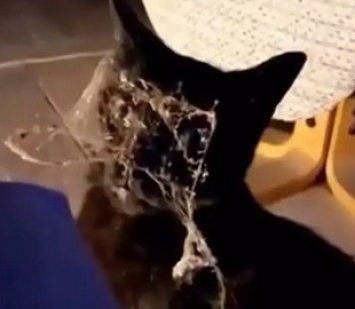 «Пора достать пылесос»: кот показал хозяйке, что ей срочно нужно прибраться