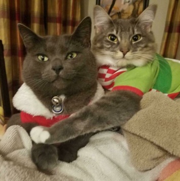 У котика получилось испортить рождественское фото