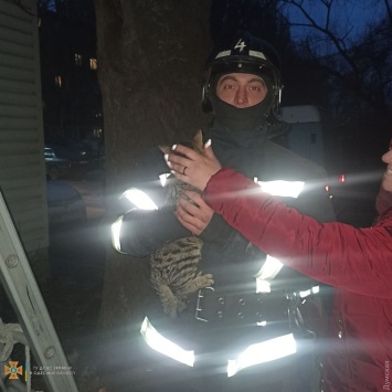 В Киевском и Суворовском районах сотрудники ГСЧС спасли двух котов