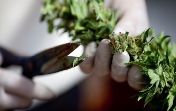 Легализация марихуаны принесла в бюджет США $10,4 млрд