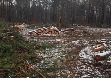 Вырубку леса под Киевом ради терминала "Новой почты" признали незаконной