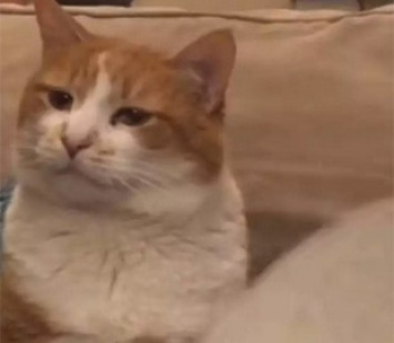 «Жадина!»: кот затаил обиду на хитрого хозяина и стал звездой соцсетей