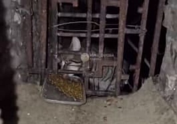 В подвале дома на Черемушках замуровали котов: они были там два месяца