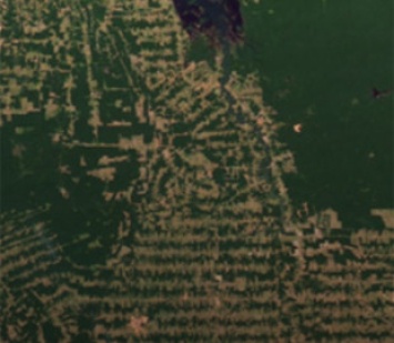 Спутниковые карты показывают, насколько сократились леса во всем мире