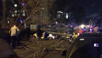В Киеве сильный ветер валит столбы и деревья: в раздавленном автомобиле погиб водитель