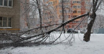 За ночь упало 17 деревьев: в Харькове ликвидируют последствия непогоды