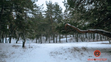Не хватает только эльфов и хоббитов: как в Днепре выглядит Приднепровский лес под слоем снега