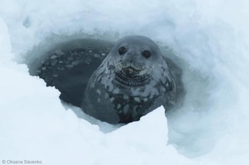 Подводное «пение» тюленей записали полярники в Антарктиде (ВИДЕО)
