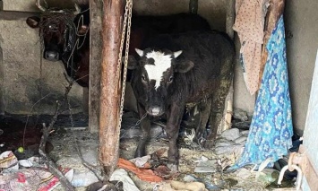 В Запорожской области 17-летний парень украл у пенсионера корову и теленка