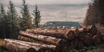 Еврокомиссия требует от России убрать пошлины и поставлять больше древесины