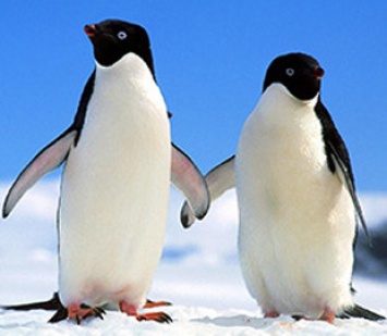 Ученые смогли надеть камеру на пингвина и снять его охоту на видео