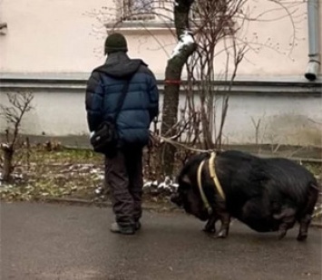 Курьез: в Киеве мужчина выгуливал на поводке огромную свинью