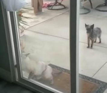 Смышленый кот открыл большую дверь, пока пес прохлаждался в сторонке