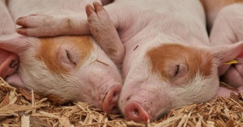 Чума на Черниговщине - африканский вирус угрожает свиньям региона