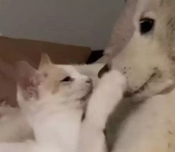 «Она его любила»: Кошка и пес продемонстрировали нежные отношения