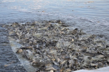 С рыбой будем! На Днепропетровщине в Днепр выпустят 2 млн мальков карпа, белого амура, толстолобика