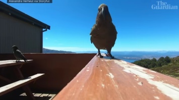 Сам себе режиссер: в Новой Зеландии попугай украл у путешественников камеру GoPro и наснимал редкие кадры (ВИДЕО)