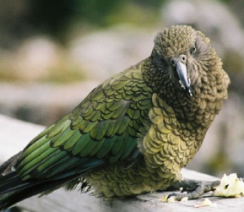 В Новой Зеландии попугай-клептоман украл GoPro и заснял свой побег