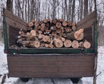 В Харьковской области разоблачили незаконную рубку деревьев