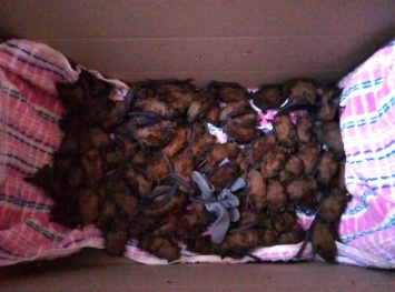 Семьсот спасенных летучих мышей перезимуют в холодильнике