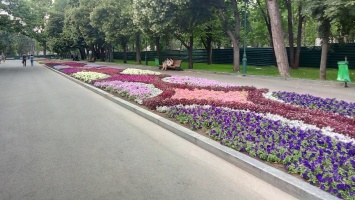 Весна скоро: какие цветы высадят на улицах, набережной и в парках Днепра за 10 миллионов гривен