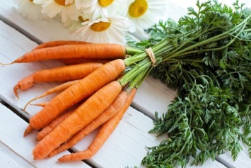 В чем польза и опасность моркови