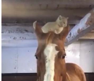 Котенок, решивший покататься на лошадке, рассмешил пользователей Сети
