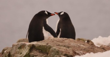 Влюбленных пингвинов показали украинские полярники (ФОТО)