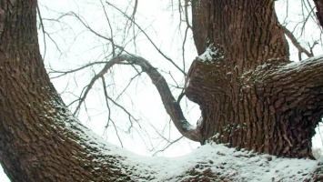 В Никополе растет уникальный дуб, которому насчитывается 300 лет