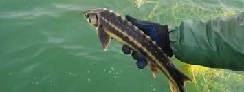 В Азовское море из браконьерских сетей выпустили краснокнижных рыб - видео