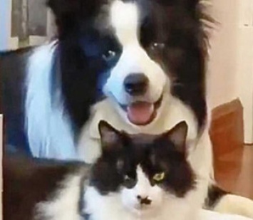 Сеть покорили собака и кот, которые выглядят словно близнецы