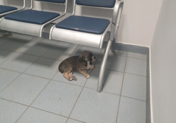 Под Киевом в отделение полиции подкинули щенка: ему быстро нашли новый дом