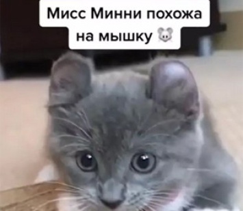 Кошка, похожая на мышонка, стала новой звездой Сети