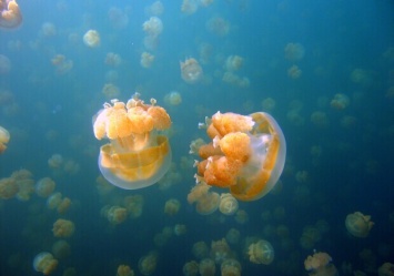 В Азовском море хотят опреснять воду, чтобы избавиться от медуз