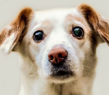 Улыбка до ушей: Сеть умилила встреча хозяйки с псом