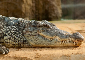 В Запорожье продают свежемороженого крокодила