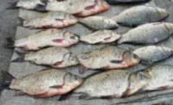 За февраль браконьеры Днепропетровщины нанесли ущерб рыбному хозяйству почти на 25 000 гривен