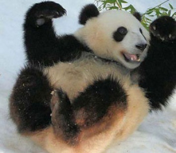 Кувырки игривой панды повеселили Сеть